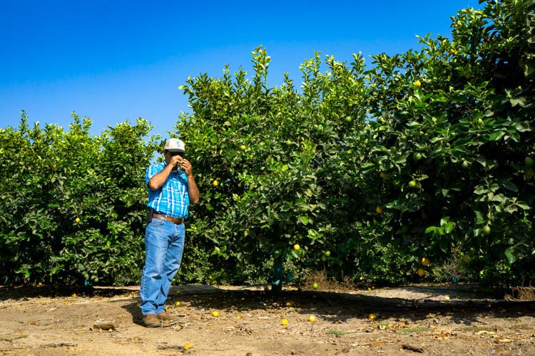 A farmer inspects fruit for signs of disease or parasites in a California citrus grove