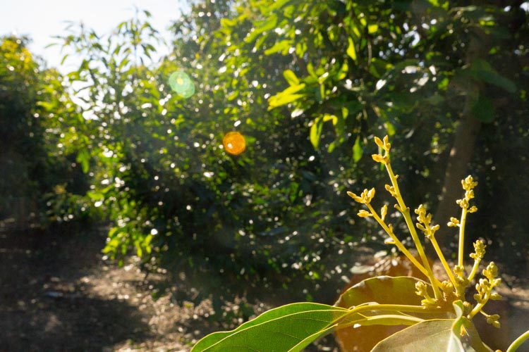 Closeup of fresh growth in a sunny California citrus grove