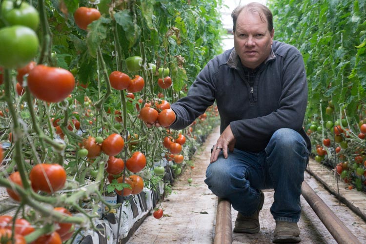 Scott Beylik Inspecting Tomatoes